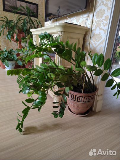 Замиокулькас