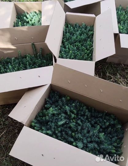 Ель голубая саженцы 2х летки