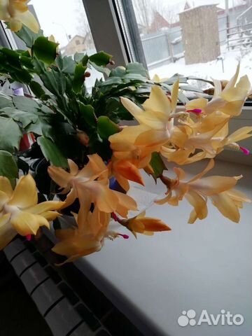 Шлюмбергера золотой