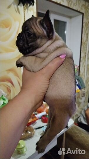 Французский бульдог щенки мини