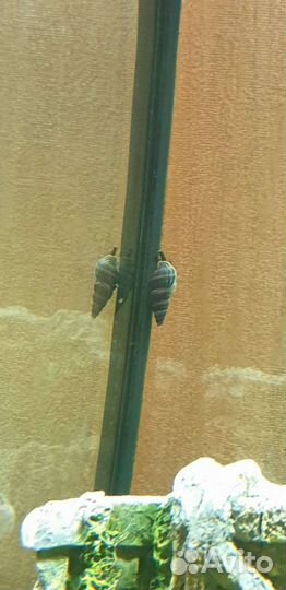 Улитки аквариумные