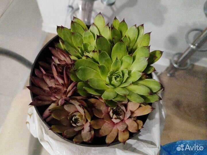 Молодило каменная роза