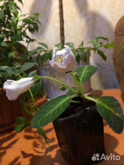 Глоксиния, цветущее комнатное растение