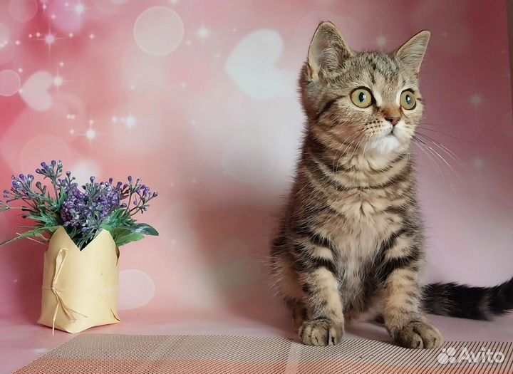 Шотландский котик