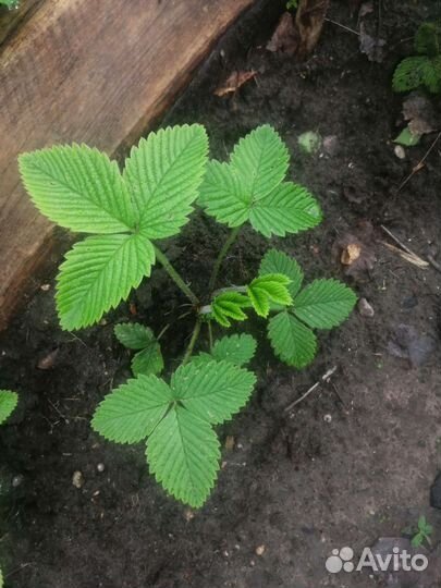 Рассада. Усы клубники