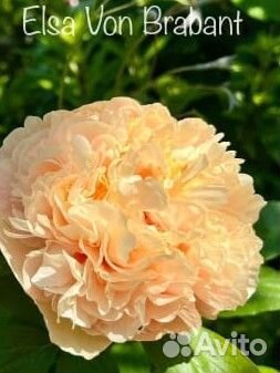 Пион эльза вон брабант