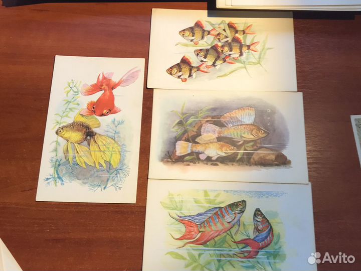 Открытки СССР рыбы/ животные/ растения