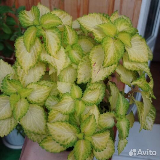 Набор колеусов, вегетативные сорта