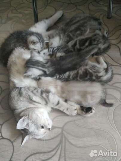 Британские котята