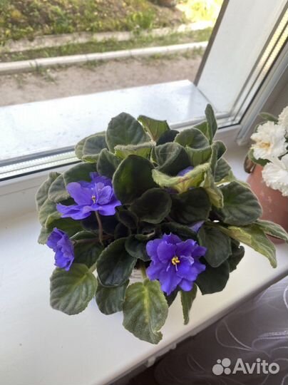 Фиалка фиолетовая