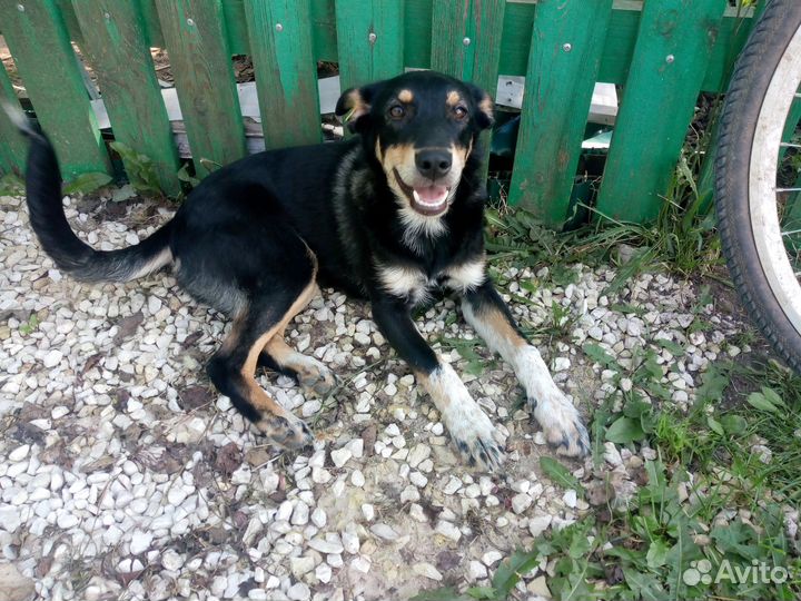 Щенки подростки бесплатно