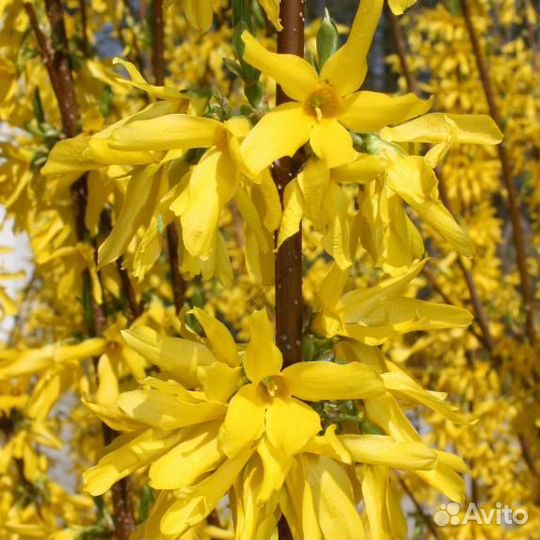 Форзиция промежуточная Линвуд