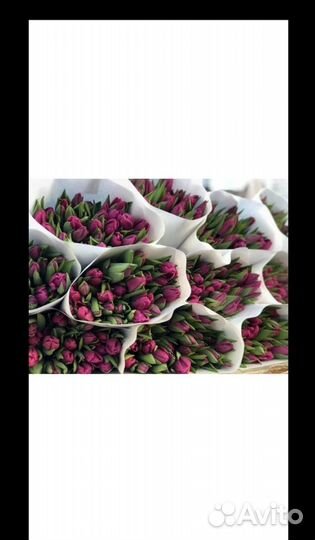 Тюльпаны предзаказ