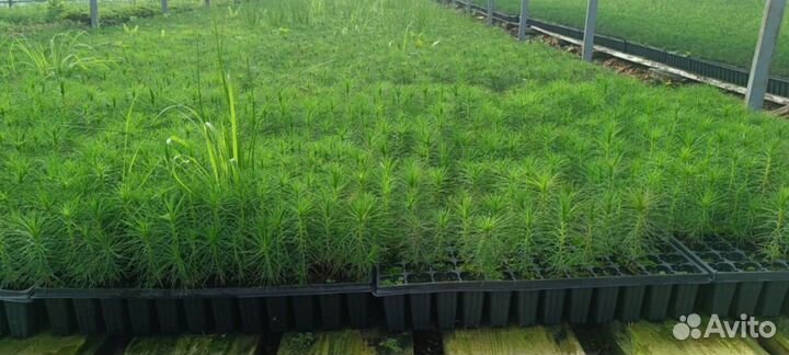 Сеянцы ели зкс опт