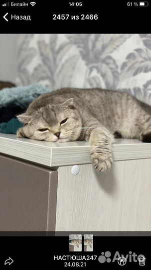 Кошачий хостел