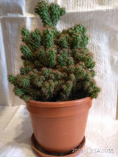 Продаю кактус цереус перуанский