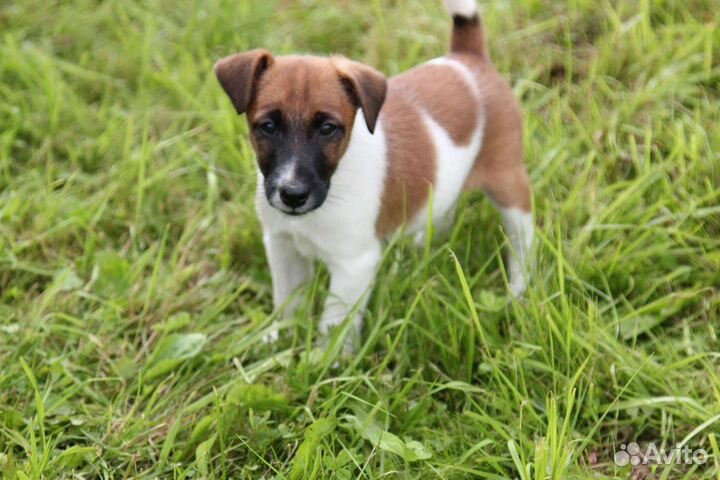 Щенки г/ш фокстерьера