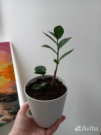 Замиокулькас комнатные растения