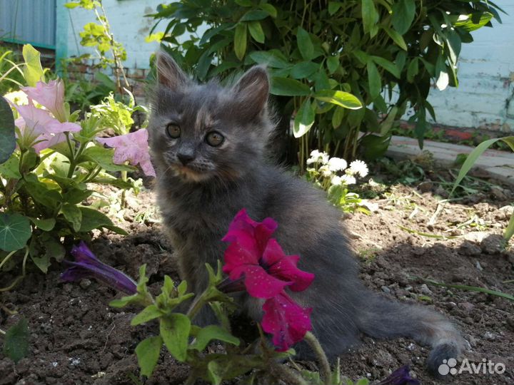 Котята, девочки, 2 месяца