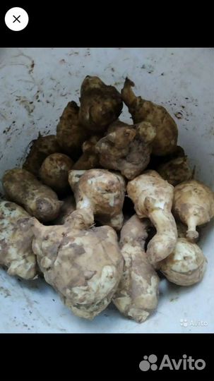 Топинамбур, шнитт лук