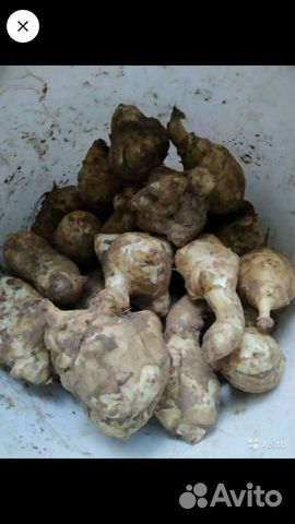 Топинамбур, шнитт лук