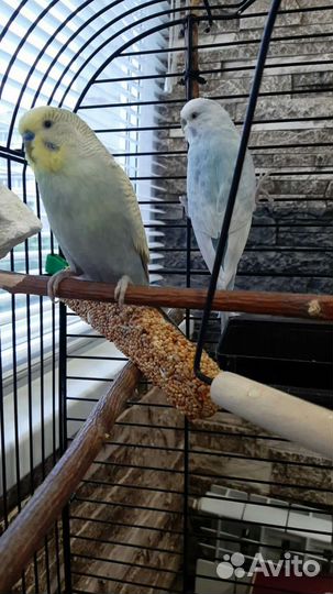 Волнистый попугай (сложенная пара радужных)