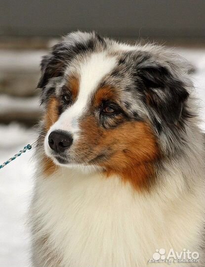 Австралийская овчарка