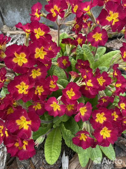 Цветы примула