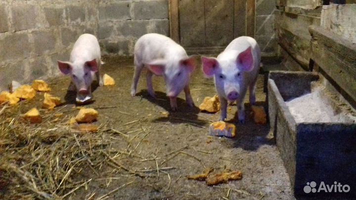 Поросята