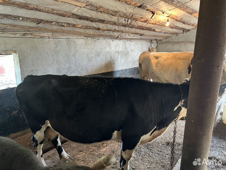 Корова на мясо
