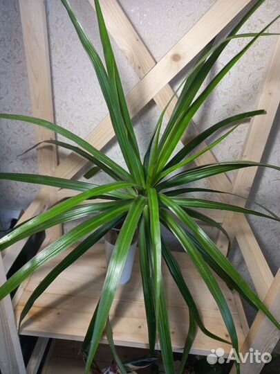 Драцена маргината