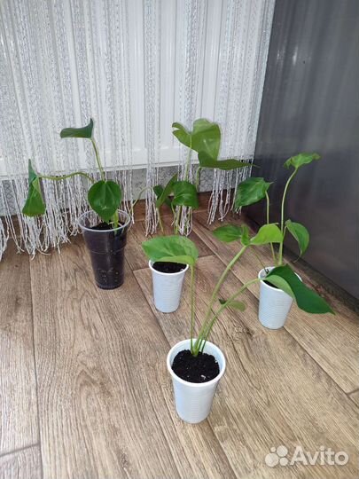 Антуриум Свит Лени