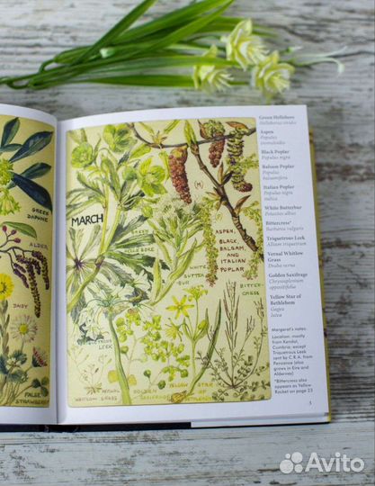 Книга Дикие цветы Британии на английском