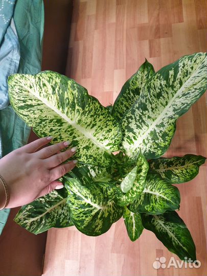 Диффенбахия Сегуина Ами