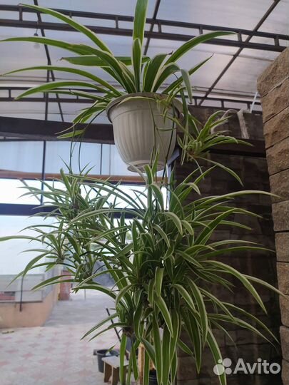 Хлорофитум домашний цветок