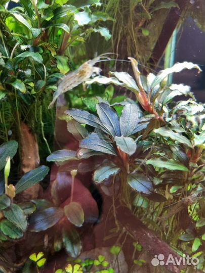 Аквариумные рыбки и растение буцефаландры, мхи