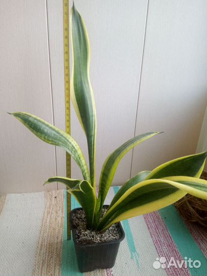 Сансевиерия Лауренти
