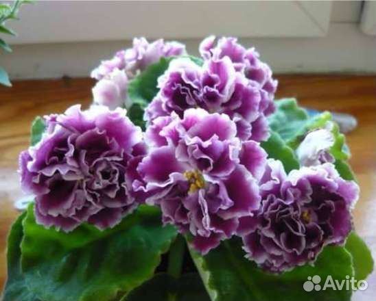 Сортовые фиалки цветущие, листы и детки