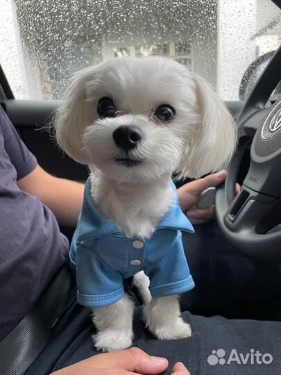 Собака для фотосессии