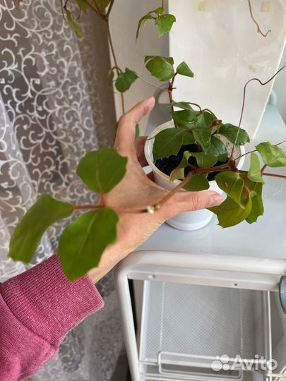 Циссус, березка, вьюн