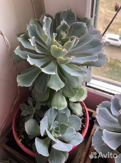 Суккулент эхеверия