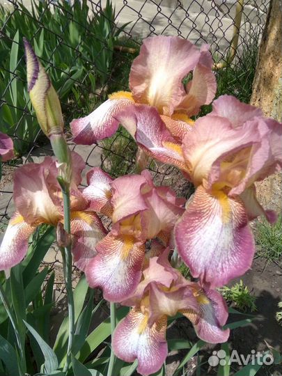 Ирисы бородатые