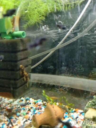 Сомики анцитрусы