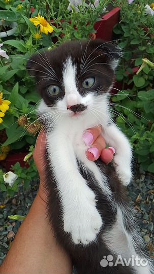 Котята бесплатно 1 месяц