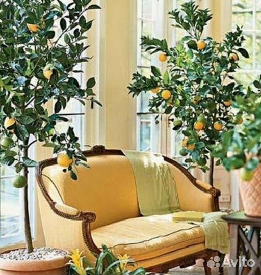 Саженцы апельсин, мандарин,лимон,кумкват