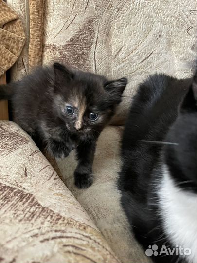 Кошка