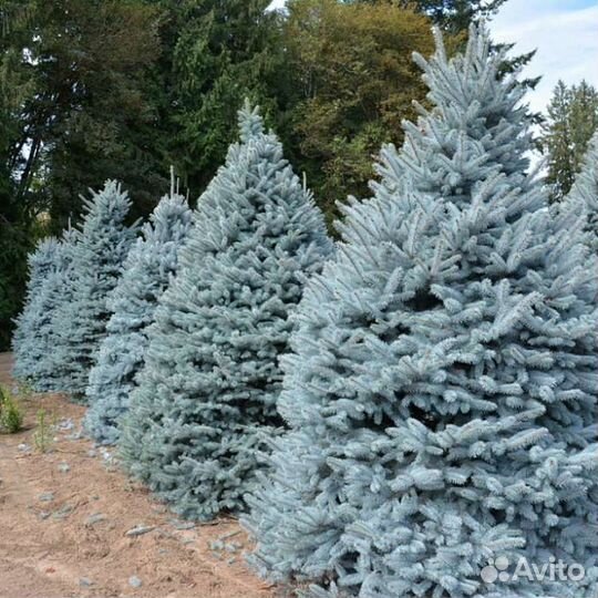 Ель голубая Маджестик Блю, Мисти Блю, Можжевельник