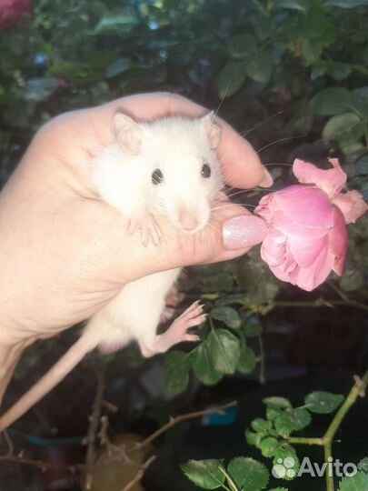 Крысы декоративные,цветные