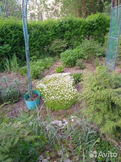 Камнеломка почвопокровник