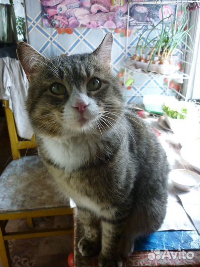 Потерялся кот